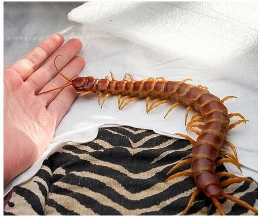 Photoshop değil! Onlar gerçek birer hayvan - Sayfa 17