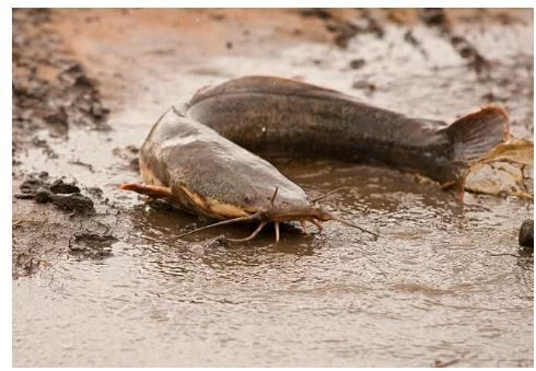 Bilim bile açıklayamıyor: Gökten yağan hayvanlar! - Sayfa 5