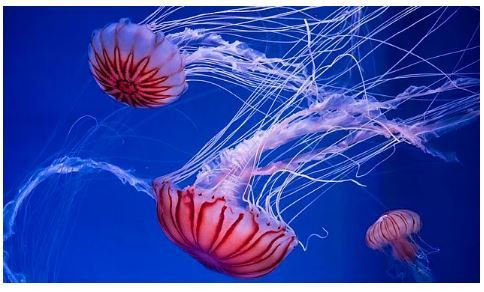 Bilim bile açıklayamıyor: Gökten yağan hayvanlar! - Sayfa 6