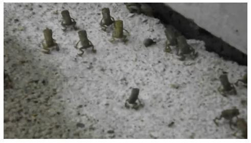 Bilim bile açıklayamıyor: Gökten yağan hayvanlar! - Sayfa 9