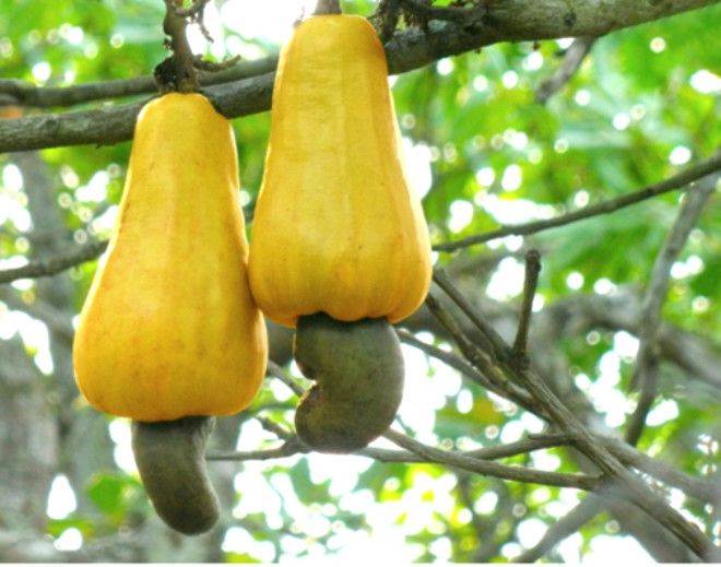 Fotoğraftaki meyvenin ne olduğunu kimse bilemiyor! - Sayfa 7