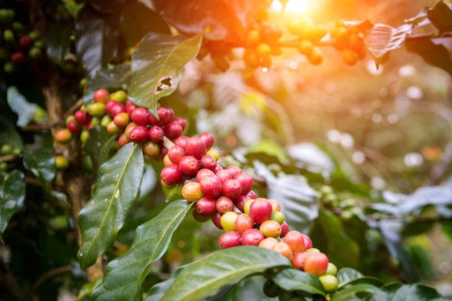 Fotoğraftaki meyvenin ne olduğunu kimse bilemiyor! - Sayfa 11