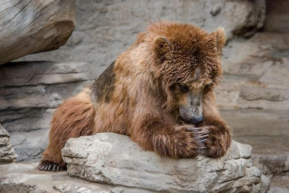 İçtiğiniz ilacın içinden ayı tükürüğü çıkabilir! - Sayfa 5
