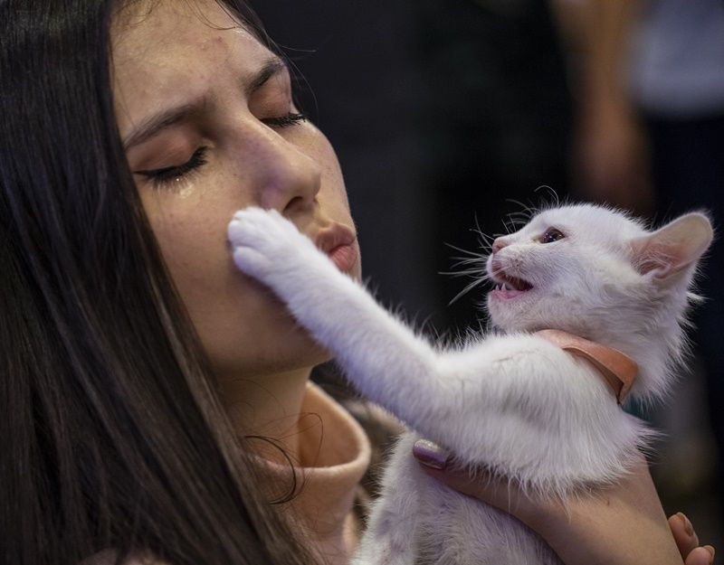 Ankara'da Kedi Güzellik Festivali... - Sayfa 5