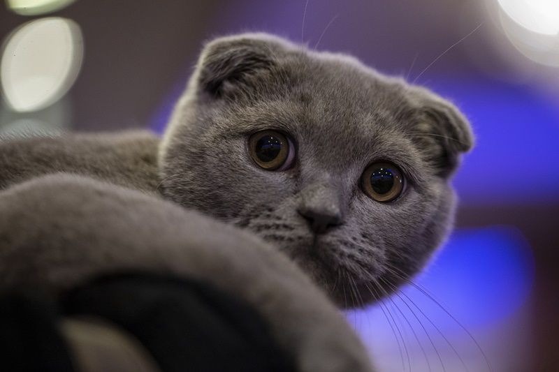 Ankara'da Kedi Güzellik Festivali... - Sayfa 6