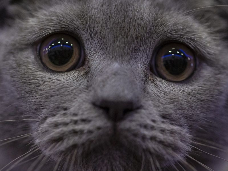 Ankara'da Kedi Güzellik Festivali... - Sayfa 7