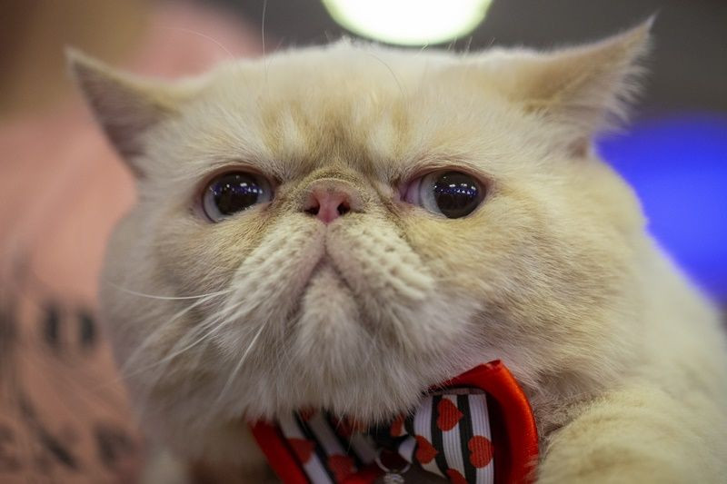 Ankara'da Kedi Güzellik Festivali... - Sayfa 10