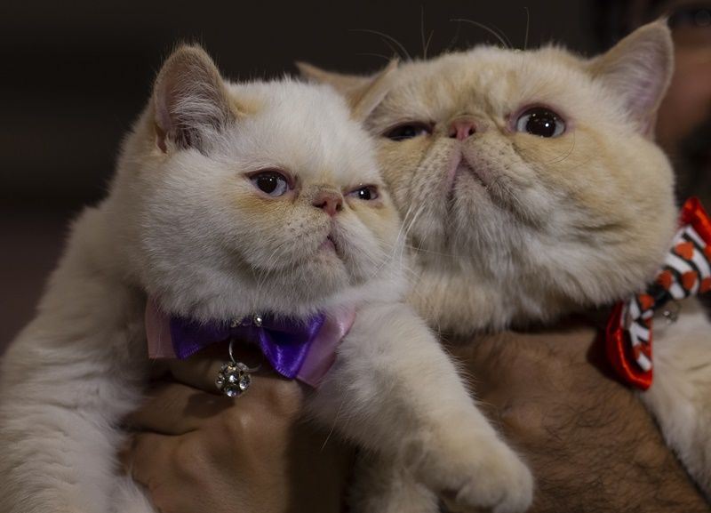 Ankara'da Kedi Güzellik Festivali... - Sayfa 11