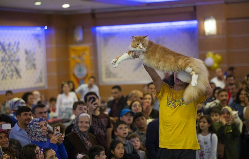 Ankara'da Kedi Güzellik Festivali... - Sayfa 15
