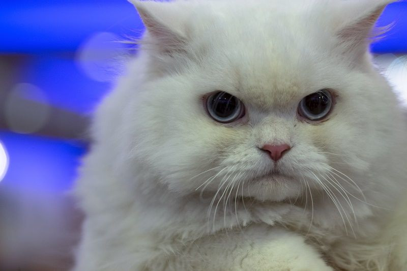 Ankara'da Kedi Güzellik Festivali... - Sayfa 18