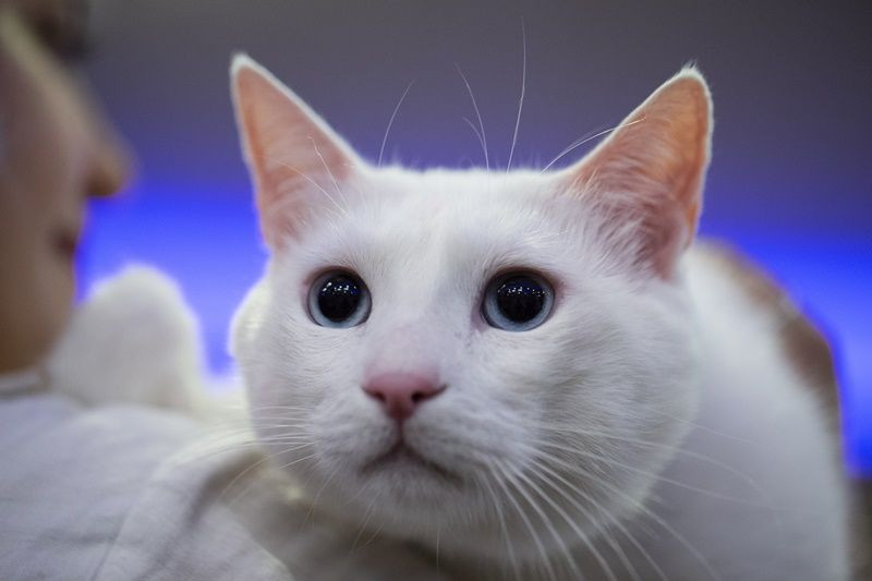 Ankara'da Kedi Güzellik Festivali... - Sayfa 19