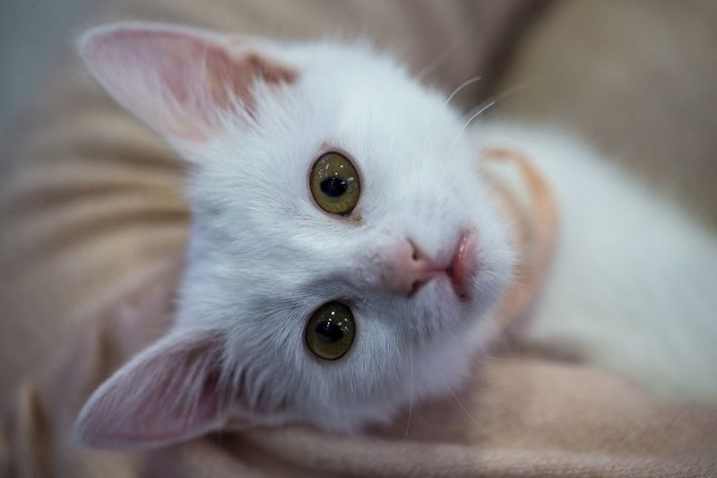 Ankara'da Kedi Güzellik Festivali... - Sayfa 20