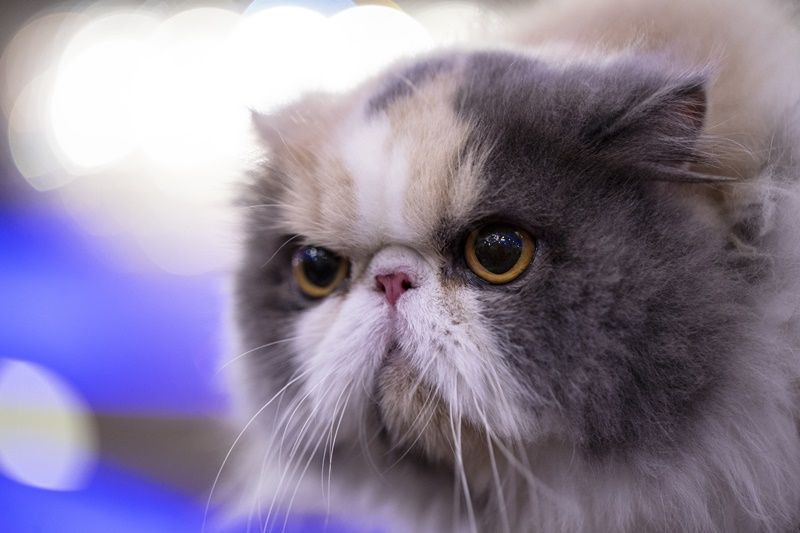 Ankara'da Kedi Güzellik Festivali... - Sayfa 23