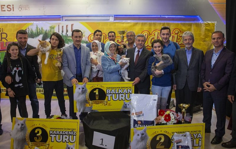 Ankara'da Kedi Güzellik Festivali... - Sayfa 24