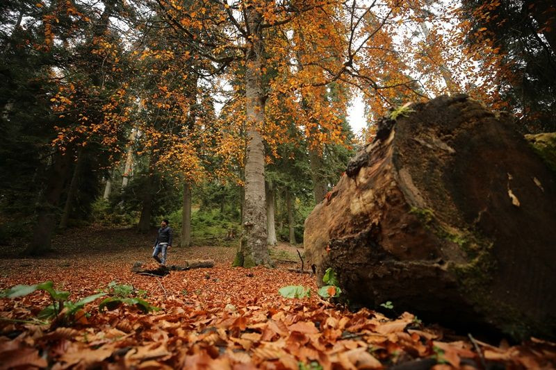 Batı Karadeniz yaylalarına veda... - Sayfa 19