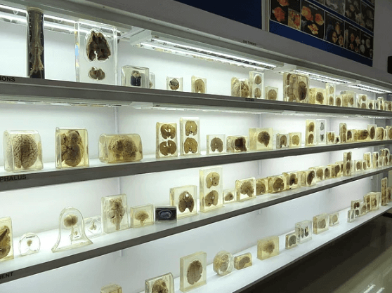 Ünlülerin iç çamaşırlarını biriktirerek müze açtı! - Sayfa 16