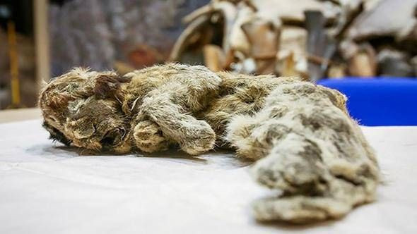 Bu yaratık tam 43 bin 500 yaşında! - Sayfa 7