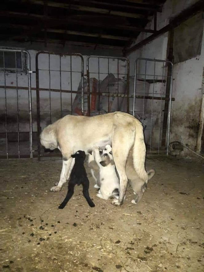 Zonguldak'ta kuzulara annelik yapan köpek 'Kezban' - Sayfa 8