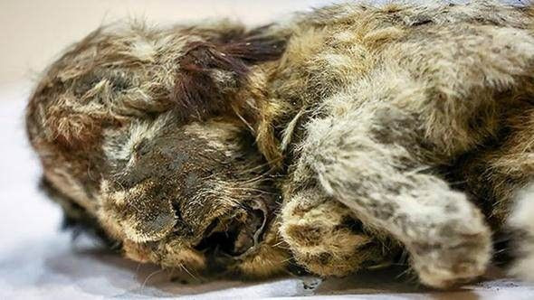 Bu yaratık tam 43 bin 500 yaşında! - Sayfa 9