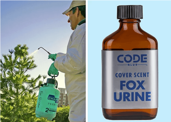 Buzulda mahsur kaldı! Kutup ayısı avlayarak sağ kaldı! - Sayfa 11