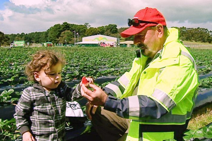İğneli çileğin nedeni sonunda belli oldu! - Sayfa 9