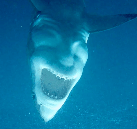 Bu semboller görenleri kahkahaya boğuyor! - Sayfa 9