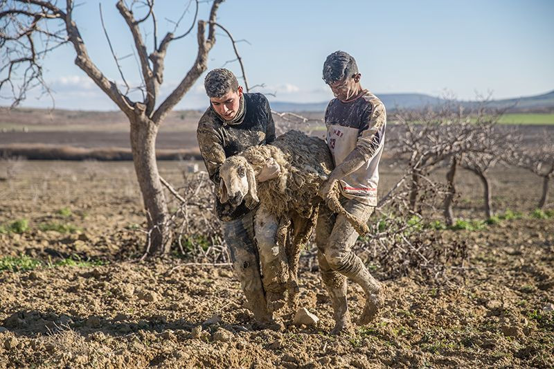 Şanlıurfa'da çamura saplanan hayvanlar için seferber oldular - Sayfa 5