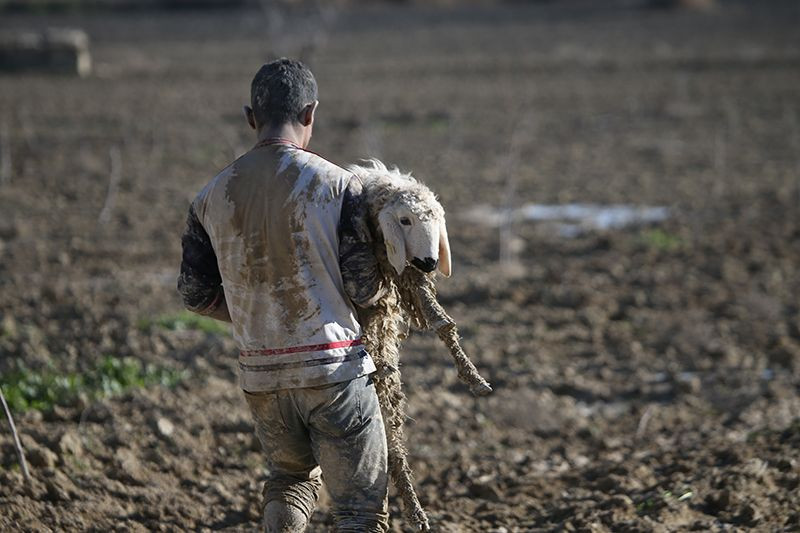 Şanlıurfa'da çamura saplanan hayvanlar için seferber oldular - Sayfa 14