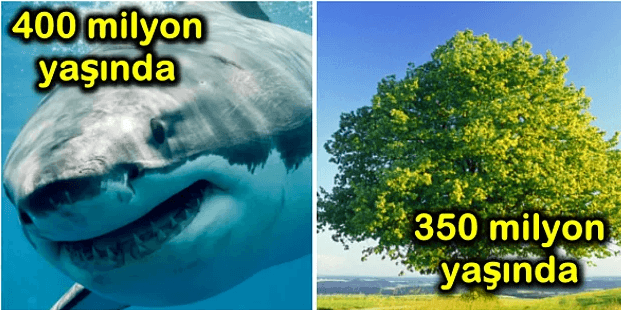 Kendi kanınızda altın, Satürn'de ise elmas bulabilirsiniz! - Sayfa 17