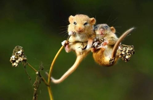 Okuldan ödev istediler! Nükleer bomba yaptı - Sayfa 9
