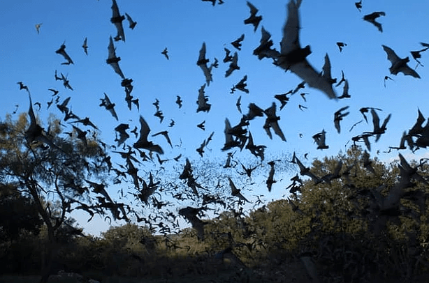 Bir maç yüzünden çıkan savaşta 2 bin kişi öldü! - Sayfa 11