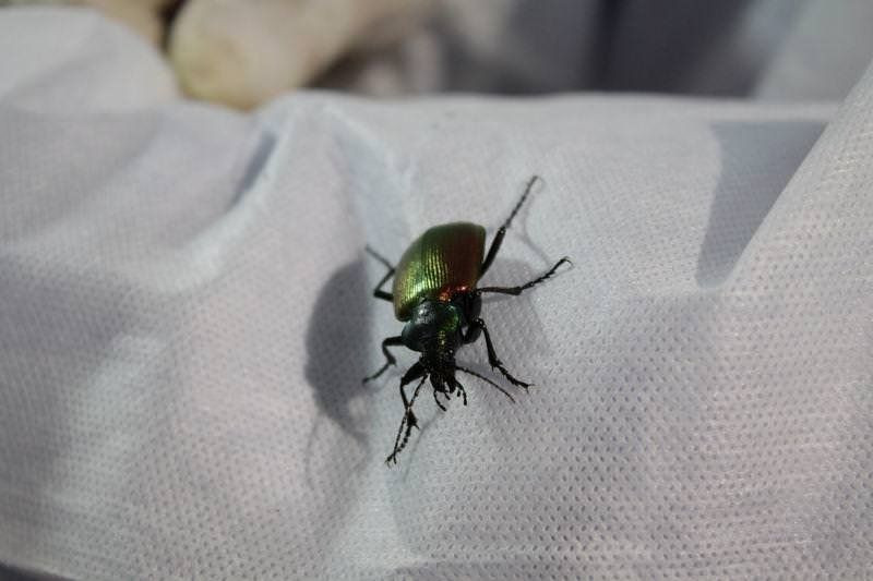 10 bin böcek İstanbul'a salınacak! - Sayfa 7