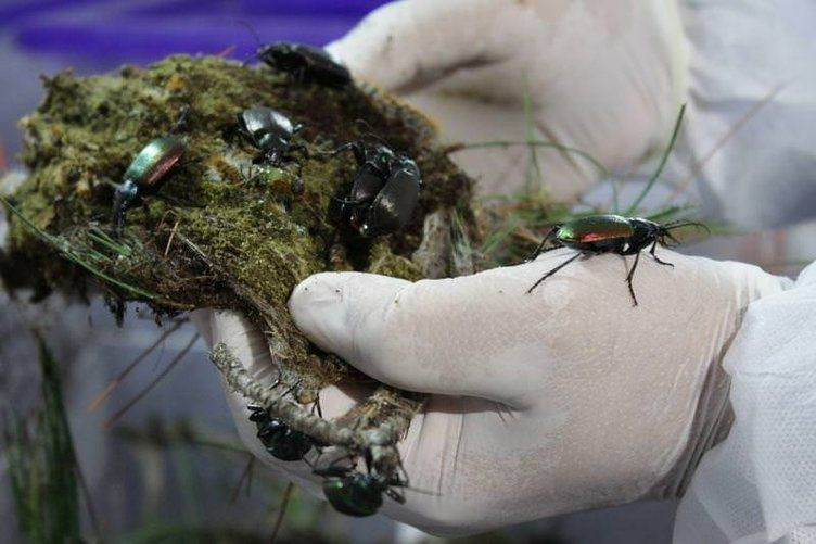 10 bin böcek İstanbul'a salınacak! - Sayfa 5