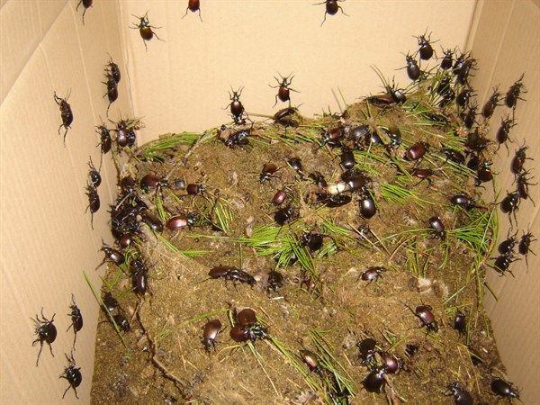 10 bin böcek İstanbul'a salınacak! - Sayfa 6