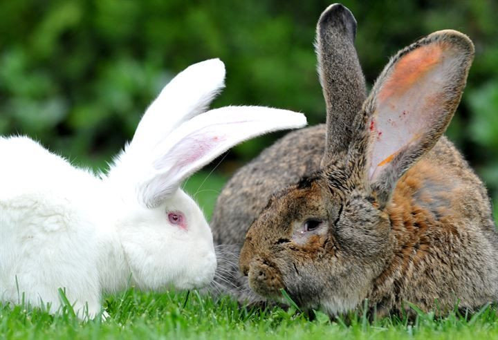 Kırmızı ete alternatif: 12 kiloluk dev tavşanlar! - Sayfa 10