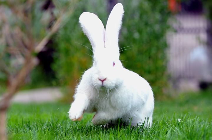 Kırmızı ete alternatif: 12 kiloluk dev tavşanlar! - Sayfa 11