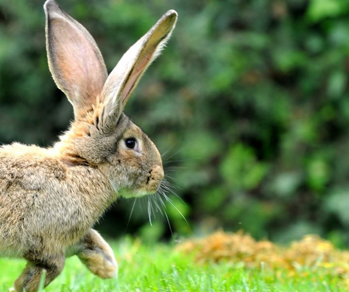 Kırmızı ete alternatif: 12 kiloluk dev tavşanlar! - Sayfa 12