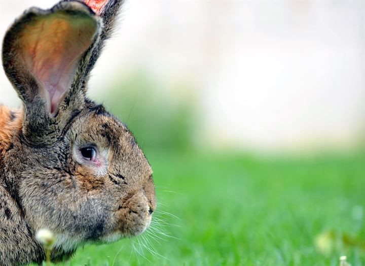 Kırmızı ete alternatif: 12 kiloluk dev tavşanlar! - Sayfa 13