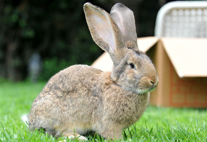 Kırmızı ete alternatif: 12 kiloluk dev tavşanlar! - Sayfa 14