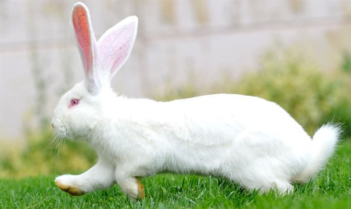 Kırmızı ete alternatif: 12 kiloluk dev tavşanlar! - Sayfa 15