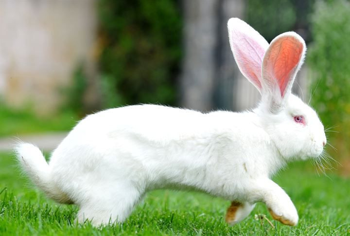 Kırmızı ete alternatif: 12 kiloluk dev tavşanlar! - Sayfa 16