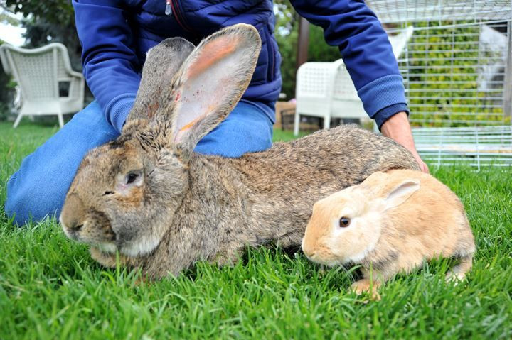 Kırmızı ete alternatif: 12 kiloluk dev tavşanlar! - Sayfa 18