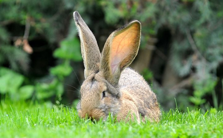 Kırmızı ete alternatif: 12 kiloluk dev tavşanlar! - Sayfa 19