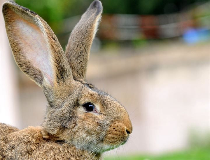 Kırmızı ete alternatif: 12 kiloluk dev tavşanlar! - Sayfa 6