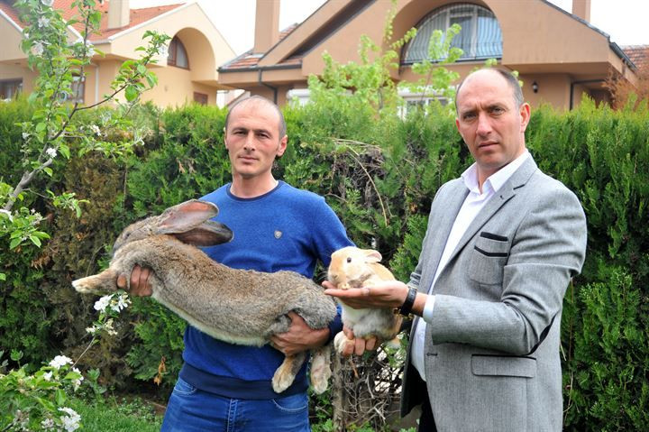 Kırmızı ete alternatif: 12 kiloluk dev tavşanlar! - Sayfa 7