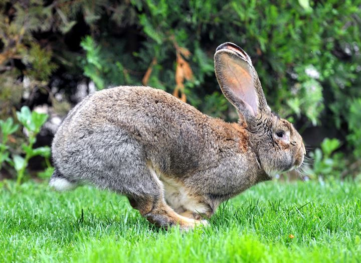 Kırmızı ete alternatif: 12 kiloluk dev tavşanlar! - Sayfa 8