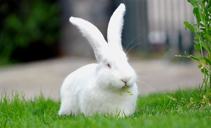 Kırmızı ete alternatif: 12 kiloluk dev tavşanlar! - Sayfa 9