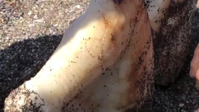 Muğla'da bulundu, hemen jandarmaya haber verildi! - Sayfa 8