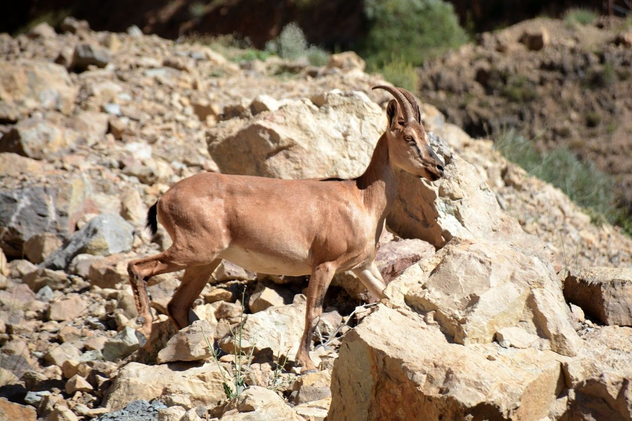 Gümüşhane'de sayıları giderek artıyor... - Sayfa 5