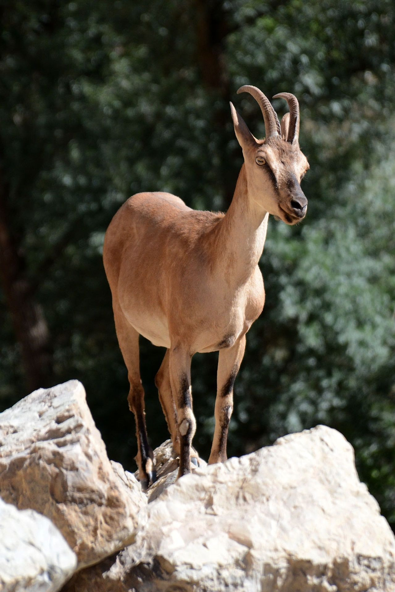 Gümüşhane'de sayıları giderek artıyor... - Sayfa 6